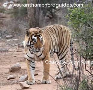 Male tiger at sariska tiger reserve .