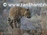 Leopard from Ranthambore 