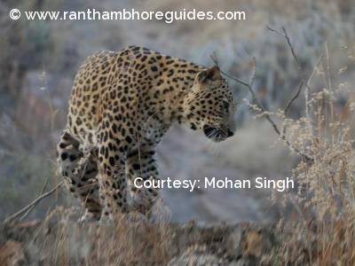 Leopard from Ranthambore 