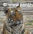 Ranthambore tiger, T-104