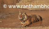 Tiger T-57 from Ranthambore