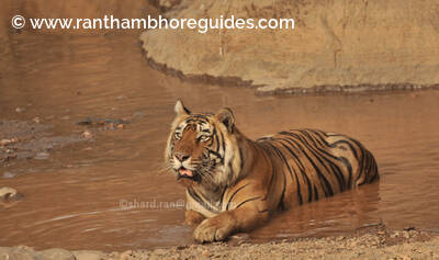 Tiger T-57 from Ranthambore