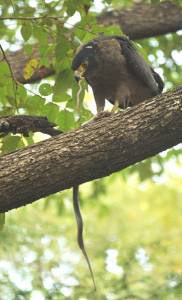 Crested serpent eagle 