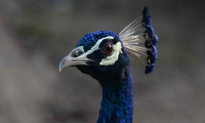 Peacock face