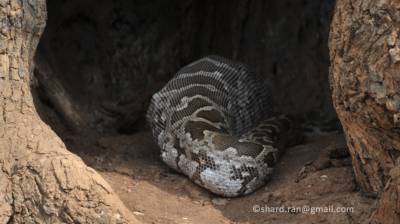 Indina Rock Python 