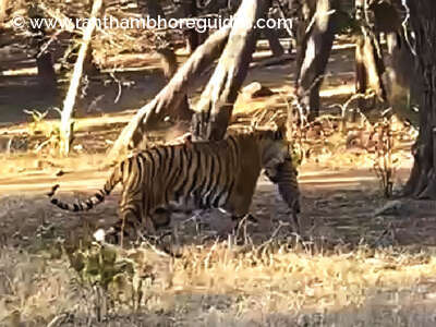 T-39 dubbed Noor, a fourteen-year-old tigress, was spotted in Ranthambore National Park with her new-born little tiger cub!