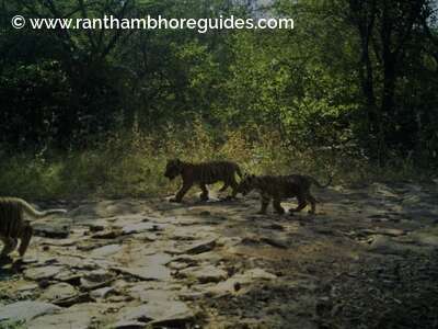 The tigress, Chandra (T-63) and her three newborn, tiny tiger-cubs capture in Camera Trap at Ranthambore National Park!