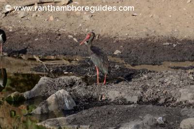 Black Stork from Ranthambore