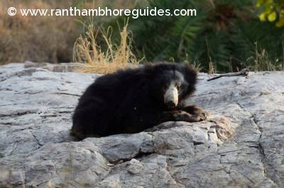 Resting, Sloth bear in Ranthambore