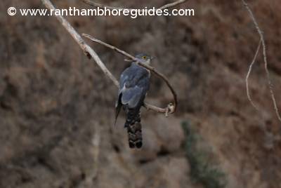 Common hawk-cuckoo, aka brain fever bird