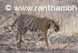 Ranthambore Tigress, T-102 aka Graffiti S