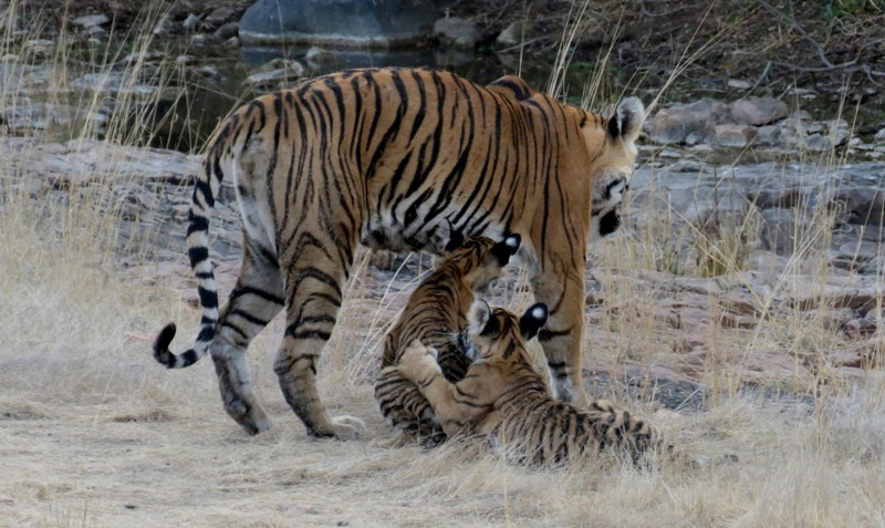 Three tiger cubs sight with their mother, Ladali tigress aka T-8 in Ranthambore ! Expectations vs. Reality 