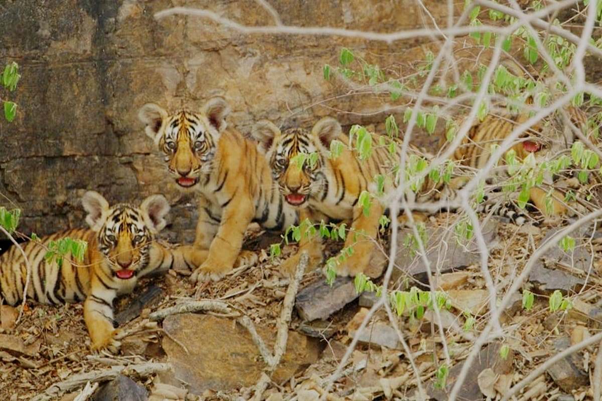 How A Beautiful Tigress, Waw was spotted with Her Four new-born tiger Cub In Ranthambore  Project Tiger