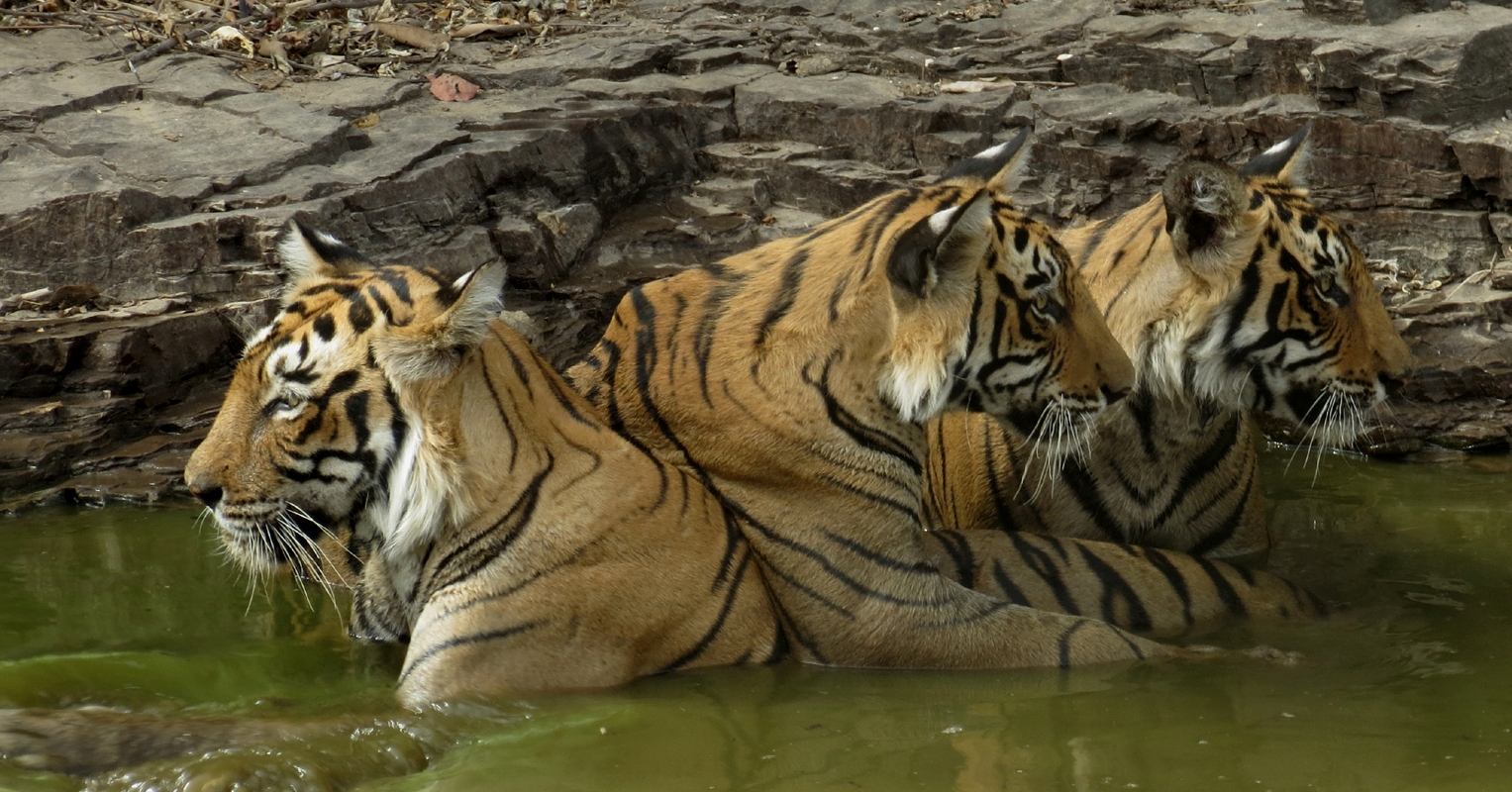 The New Rules For Online Safari Booking In Ranthambhore |Tiger Safari |Jungle Safari | Rajasthan Wildlife 