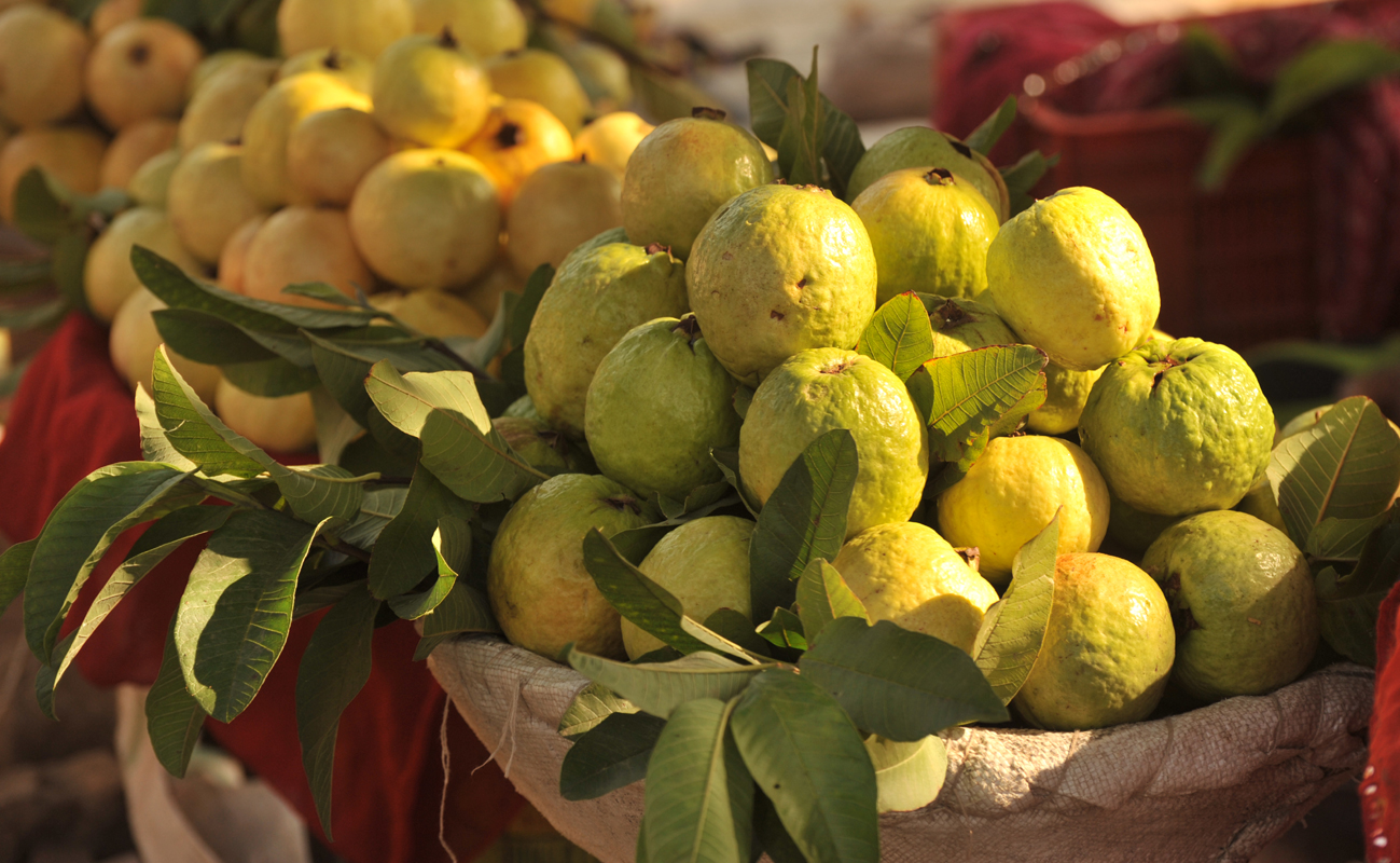 The fresh guava fruits! 