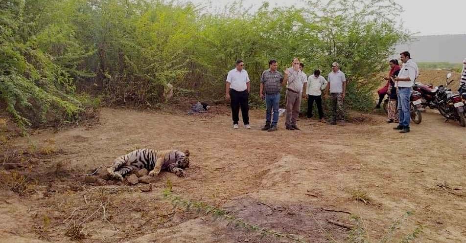 Ranthambore : A  female tiger cub died in territorial fight. 