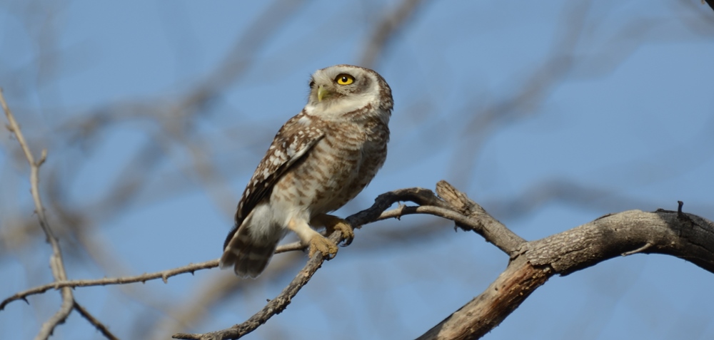 Owls of India are being exploited by the illegal wildlife trade.