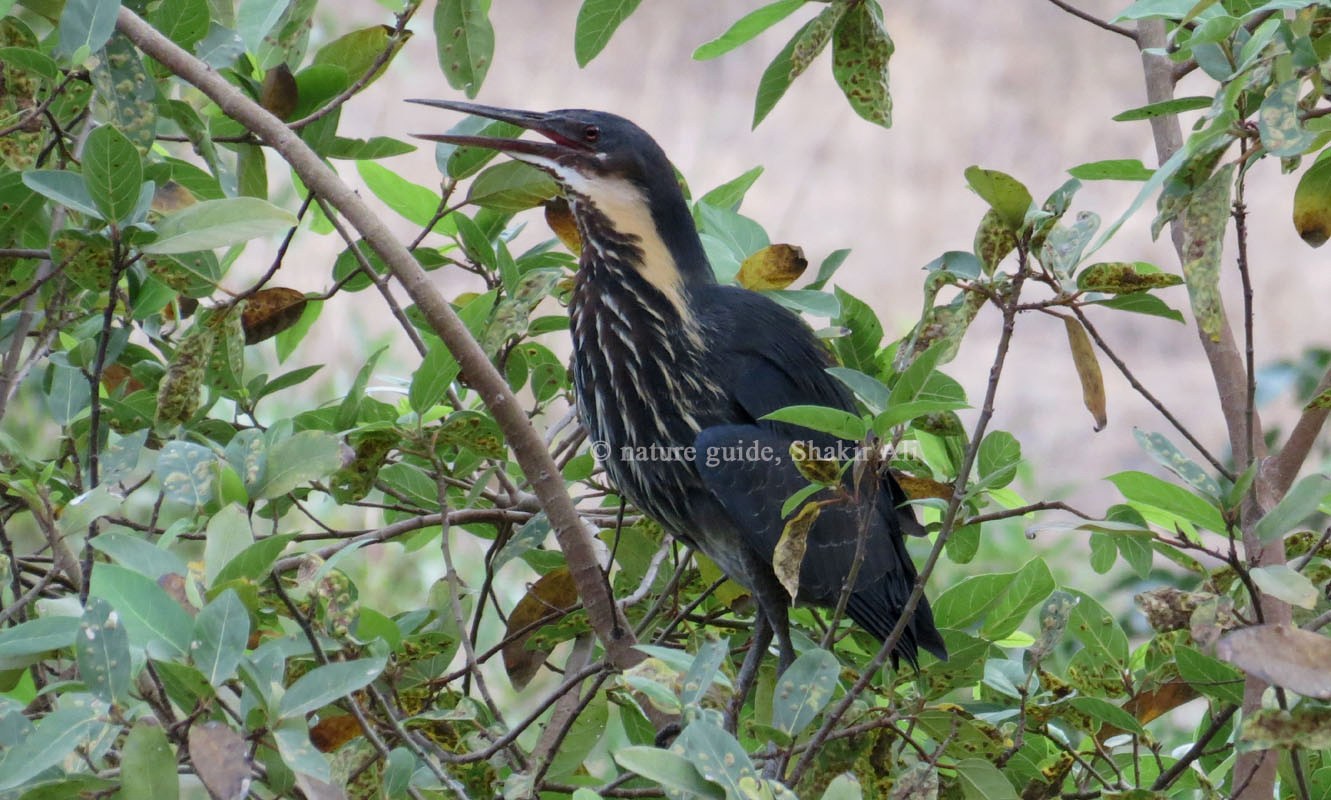 The Rare Bird- Black Bittern Spotted at Ranthambhore Tiger Reserve!